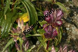 Ostalpen-Enzian, Ungarischer Enzian, Gentiana pannonica Kauf von 06504gentiana_pannonicaimg_9709.jpg