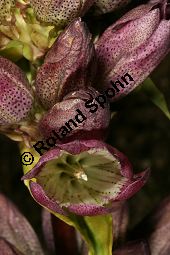 Ostalpen-Enzian, Ungarischer Enzian, Gentiana pannonica Kauf von 06504gentiana_pannonicaimg_9712.jpg