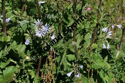 Plumiers Milchlattich, Französicher Milchlattich, Cicerbita plumieri, Mulgedium plumieri Kauf von 06508cicerbita_plumieriimg_9686.jpg