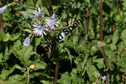 Plumiers Milchlattich, Französicher Milchlattich, Cicerbita plumieri, Mulgedium plumieri Kauf von 06508cicerbita_plumieriimg_9687.jpg