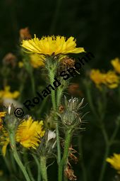 Gewöhnliches Bitterkraut, Picris hieracioides Kauf von 06509_picris_hieracioides_img_9280.jpg