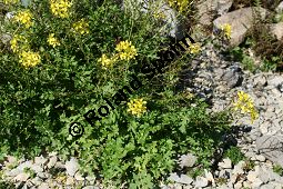 Stumpfkantige Hundsrauke, Brunnenkresseblättrige Rampe, Erucastrum nasturtiifolium Kauf von 06512erucastrum_nasturtiifoliumimg_9694.jpg