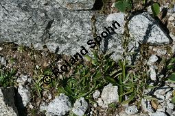 Wald-Ruhrkraut, Gnaphalium sylvativum, Omalotheca sylvatica Kauf von 06515gnaphalium_sylvaticumimg_9716.jpg