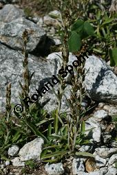 Wald-Ruhrkraut, Gnaphalium sylvativum, Omalotheca sylvatica Kauf von 06515gnaphalium_sylvaticumimg_9717.jpg