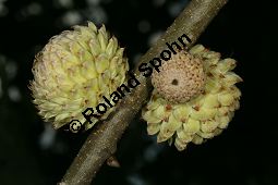 Wallonen-Eiche, Arkadische Eiche, Knoppern-Eiche, Vallonea-Eiche, Quercus macrolepis, Quercus ithaburensis ssp. macrolepis Kauf von 06516quercus_macrolepisimg_9807.jpg