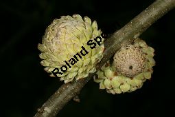 Wallonen-Eiche, Arkadische Eiche, Knoppern-Eiche, Vallonea-Eiche, Quercus macrolepis, Quercus ithaburensis ssp. macrolepis Kauf von 06516quercus_macrolepisimg_9808.jpg