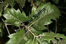 Wallonen-Eiche, Arkadische Eiche, Knoppern-Eiche, Vallonea-Eiche, Quercus macrolepis, Quercus ithaburensis ssp. macrolepis Kauf von 06516quercus_macrolepisimg_9809.jpg