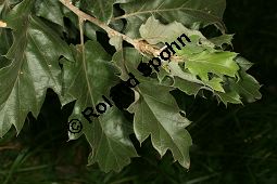 Wallonen-Eiche, Arkadische Eiche, Knoppern-Eiche, Vallonea-Eiche, Quercus macrolepis, Quercus ithaburensis ssp. macrolepis Kauf von 06516quercus_macrolepisimg_9810.jpg