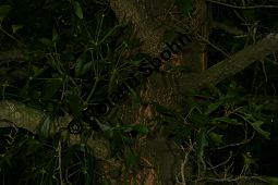 Mistel auf Sumpf-Eiche, Viscum album auf Quercus palustris Kauf von 06517viscum_album_quercus_palustrisimg_9817.jpg