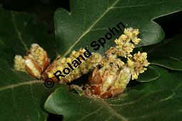 Persische Eiche, Quercus macranthera Kauf von 06518quercus_macrantheraimg_9832.jpg