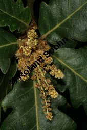 Persische Eiche, Quercus macranthera Kauf von 06518quercus_macrantheraimg_9833.jpg