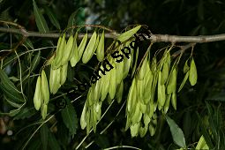  Kauf von 06520_fraxinus_angustifolia_img_2231.jpg