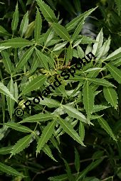  Kauf von 06520_fraxinus_angustifolia_img_2232.jpg