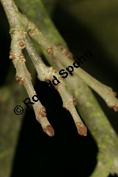  Kauf von 06520_fraxinus_angustifolia_img_5130.jpg