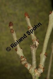  Kauf von 06520_fraxinus_angustifolia_img_5131.jpg