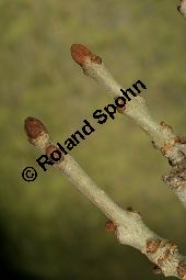  Kauf von 06520_fraxinus_angustifolia_img_5132.jpg