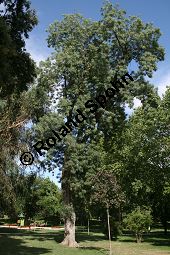  Kauf von 06520_fraxinus_angustifolia_img_9201.jpg