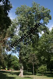  Kauf von 06520_fraxinus_angustifolia_img_9202.jpg