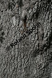  Kauf von 06520_fraxinus_angustifolia_img_9203.jpg