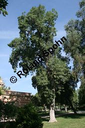  Kauf von 06520_fraxinus_angustifolia_img_9276.jpg