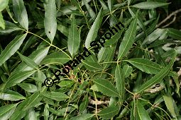  Kauf von 06520fraxinus_angustifoliaimg_9881.jpg