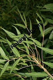  Kauf von 06520fraxinus_angustifoliaimg_9882.jpg