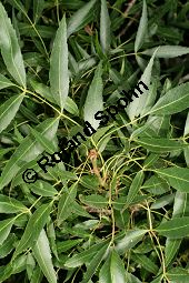  Kauf von 06520fraxinus_angustifoliaimg_9883.jpg