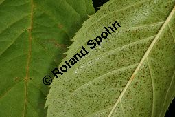  Kauf von 06521prunus_maackiiimg_9888.jpg