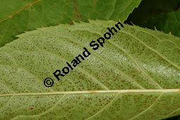  Kauf von 06521prunus_maackiiimg_9889.jpg