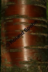  Kauf von 06521prunus_maackiiimg_9890.jpg