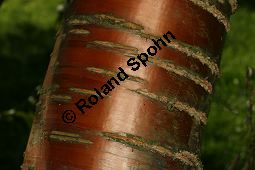  Kauf von 06521prunus_maackiiimg_9891.jpg