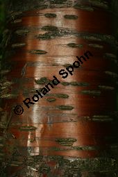  Kauf von 06521prunus_maackiiimg_9892.jpg