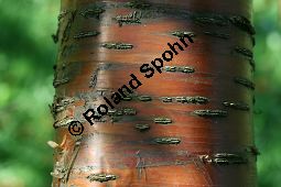  Kauf von 06521prunus_maackiiimg_9893.jpg