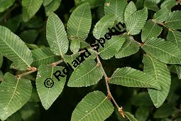  Kauf von 06522nothofagus_proceraimg_9896.jpg