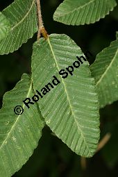  Kauf von 06522nothofagus_proceraimg_9897.jpg