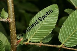  Kauf von 06522nothofagus_proceraimg_9898.jpg