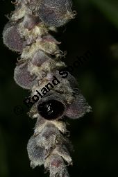 Spalier-Becherkätzchen, Garrya elliptica Kauf von 06527garrya_ellipticaimg_0183.jpg