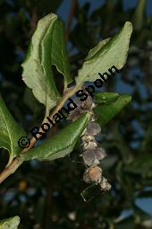 Spalier-Becherkätzchen, Garrya elliptica Kauf von 06527garrya_ellipticaimg_0184.jpg