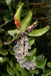 Spalier-Becherkätzchen, Garrya elliptica Kauf von 06527garrya_ellipticaimg_0185.jpg