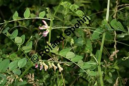 Hecken-Wicke, Vicia dumetorum Kauf von 06531_vicia_dumetorum_img_2967.jpg