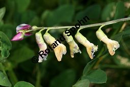 Hecken-Wicke, Vicia dumetorum Kauf von 06531_vicia_dumetorum_img_2968.jpg