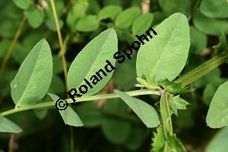 Hecken-Wicke, Vicia dumetorum Kauf von 06531_vicia_dumetorum_img_2969.jpg