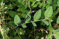 Hecken-Wicke, Vicia dumetorum Kauf von 06531_vicia_dumetorum_img_2970.jpg