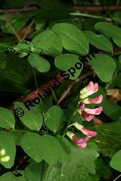 Hecken-Wicke, Vicia dumetorum Kauf von 06531_vicia_dumetorum_img_3008.jpg