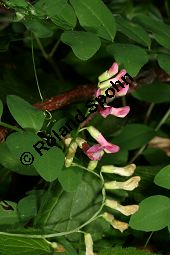 Hecken-Wicke, Vicia dumetorum Kauf von 06531_vicia_dumetorum_img_3009.jpg