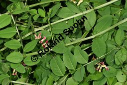 Hecken-Wicke, Vicia dumetorum Kauf von 06531_vicia_dumetorum_img_3012.jpg