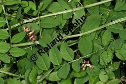 Hecken-Wicke, Vicia dumetorum Kauf von 06531_vicia_dumetorum_img_3013.jpg