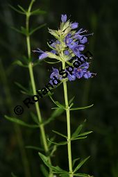 Begrannter Ysop, Hyssopus officinalis ssp. aristatus Kauf von 06534_hyssopus_officinalis_aristatus_img_3953.jpg