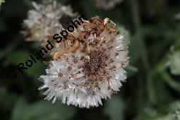 Anmutiges Bärenohr, Arctotis venusta Kauf von 06535_arctotis_venusta_dsc_6889.jpg