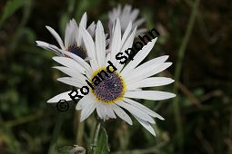 Anmutiges Bärenohr, Arctotis venusta Kauf von 06535_arctotis_venusta_img_4078.jpg